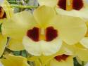 Dendrobium Gatton Sunray